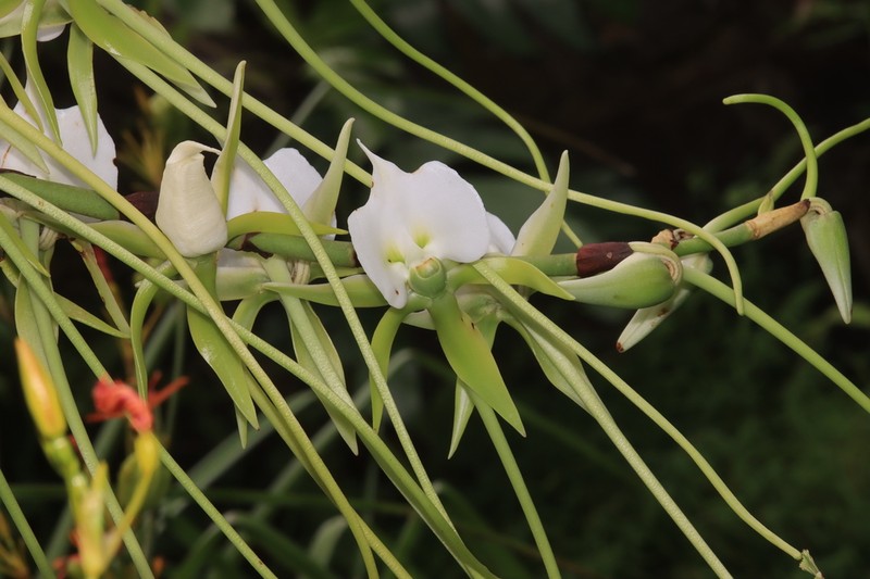 Angraecum longicalcar photo 3