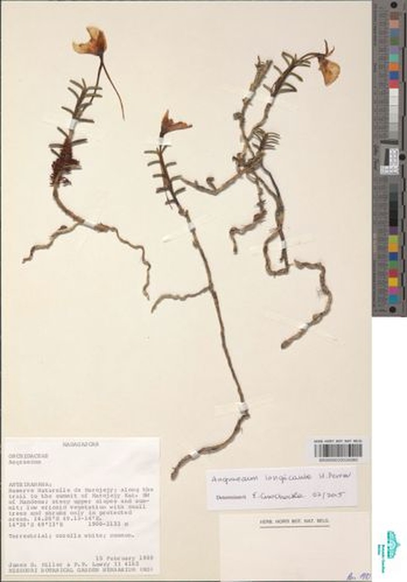 Angraecum longicaule