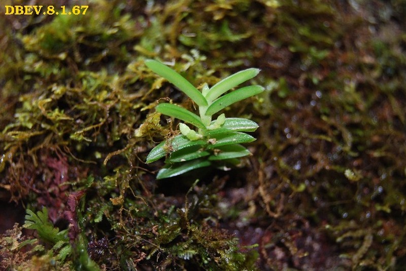 Angraecum madagascariense