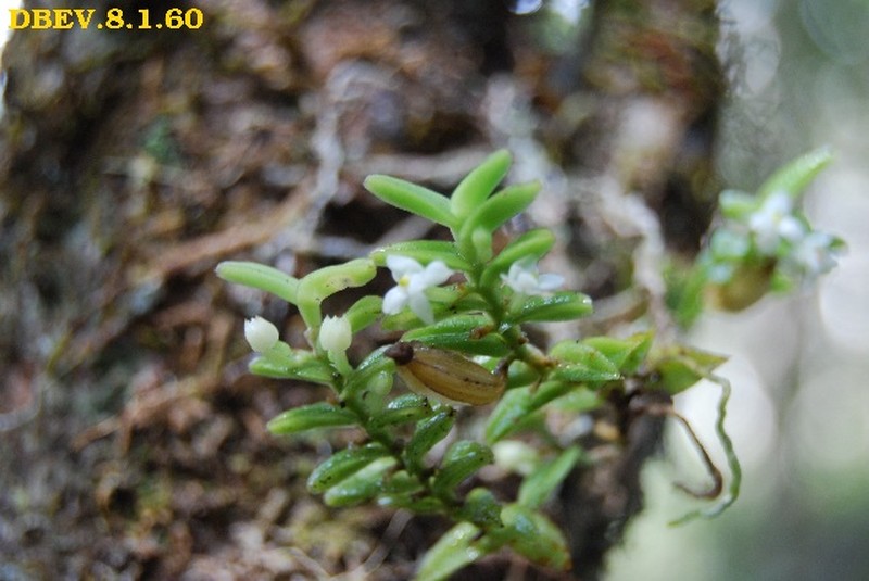 Angraecum madagascariense photo 2