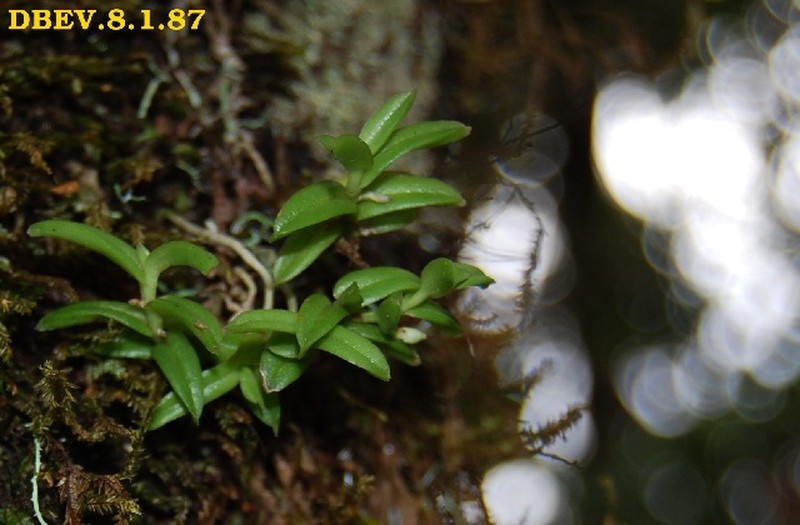 Angraecum madagascariense photo 3