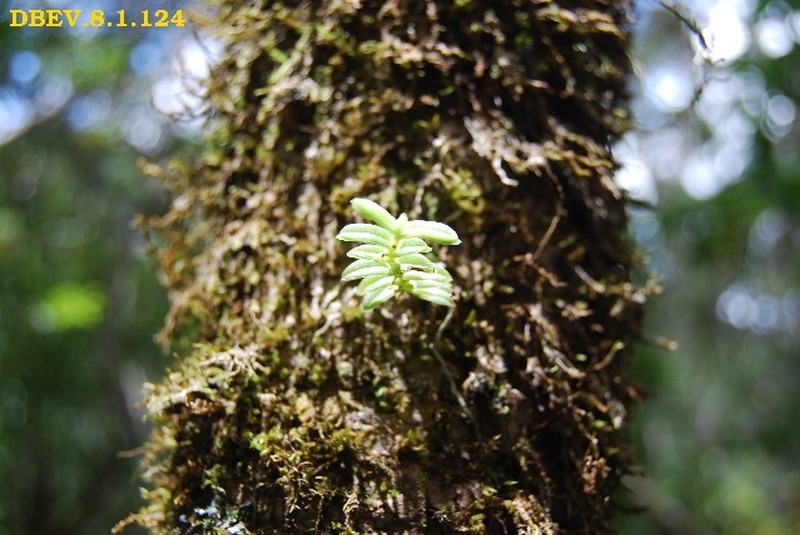 Angraecum madagascariense photo 4