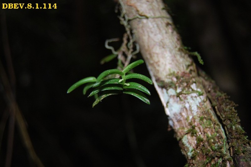 Angraecum madagascariense photo 5
