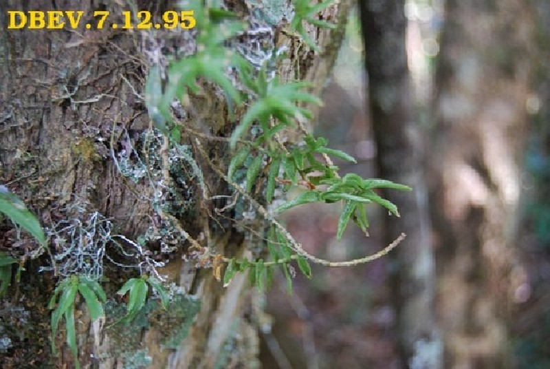 Angraecum madagascariense photo 6