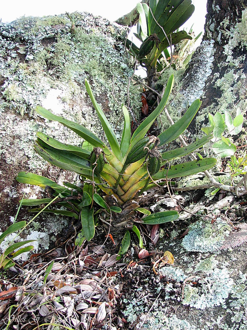 Angraecum magdalenae