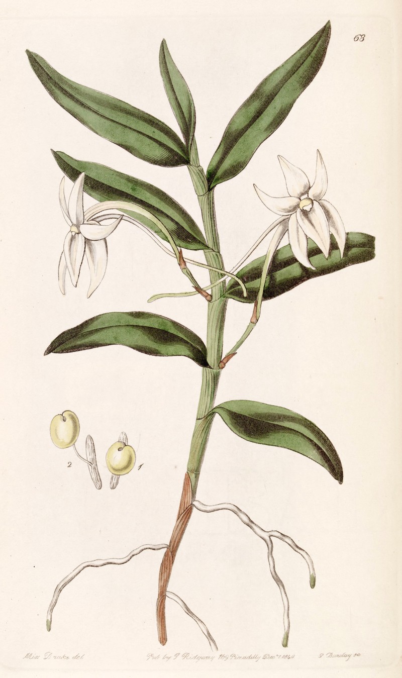 Angraecum mauritianum