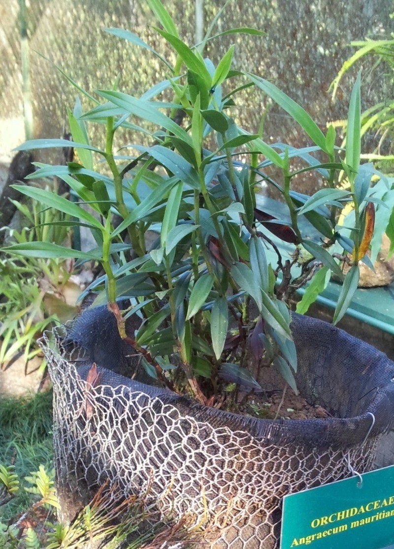 Angraecum mauritianum photo 2