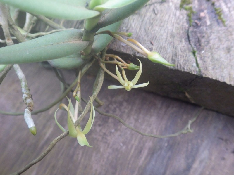Angraecum moandense