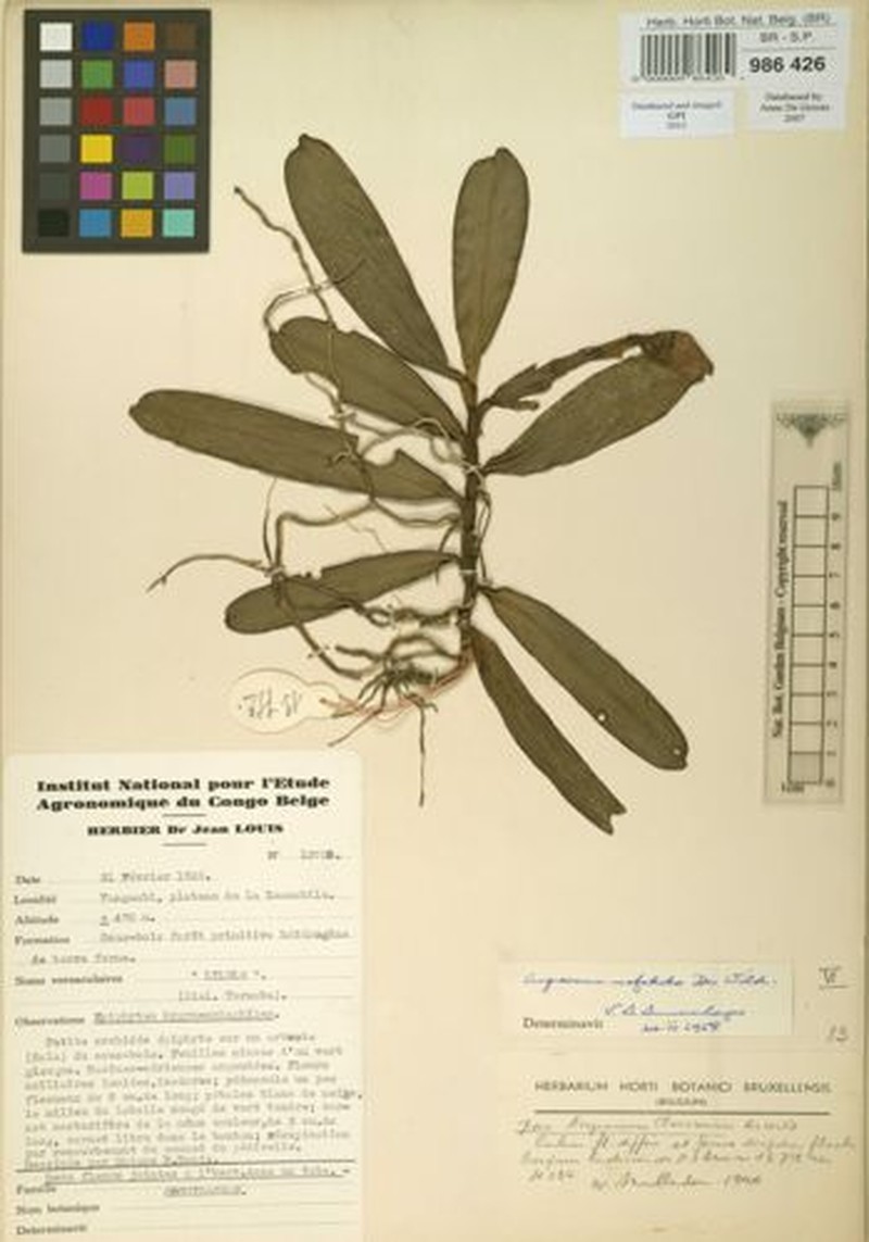 Angraecum mofakoko