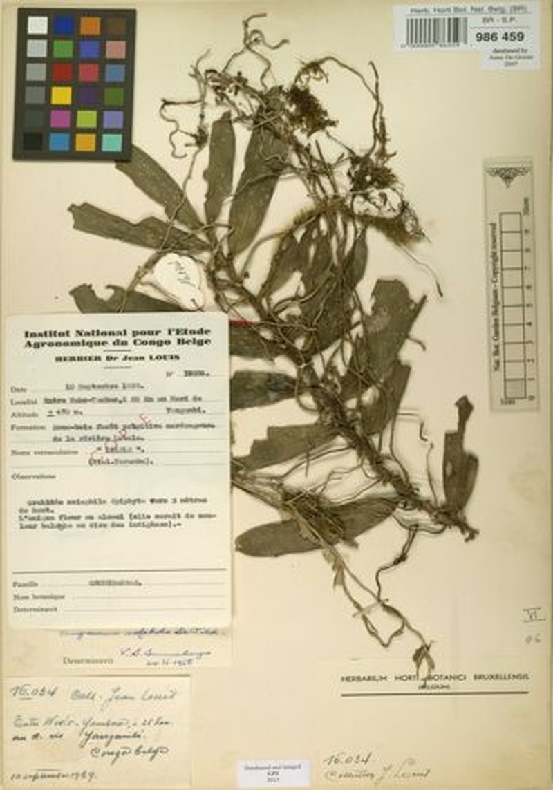 Angraecum mofakoko photo 2