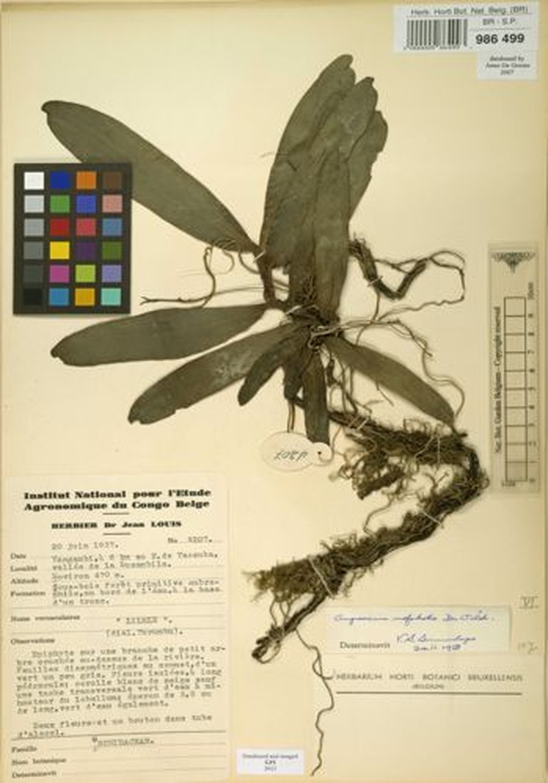 Angraecum mofakoko photo 3