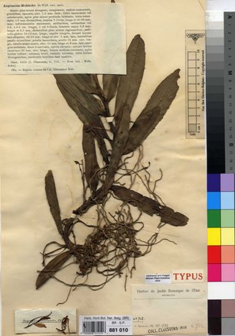 Angraecum mofakoko photo 4