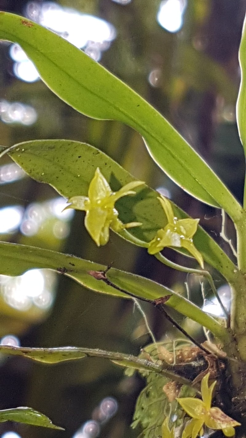 Angraecum multiflorum