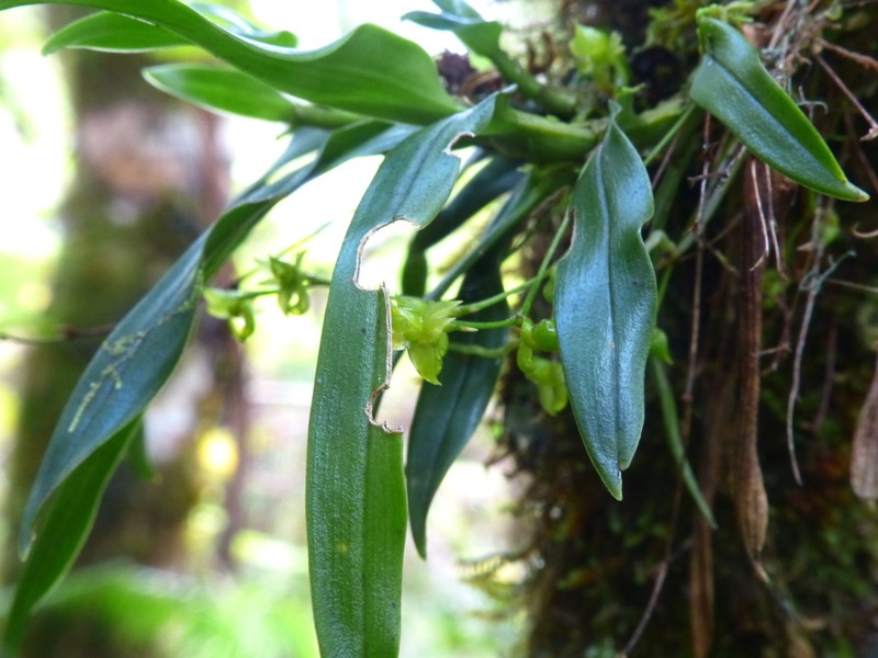 Angraecum multiflorum photo 2