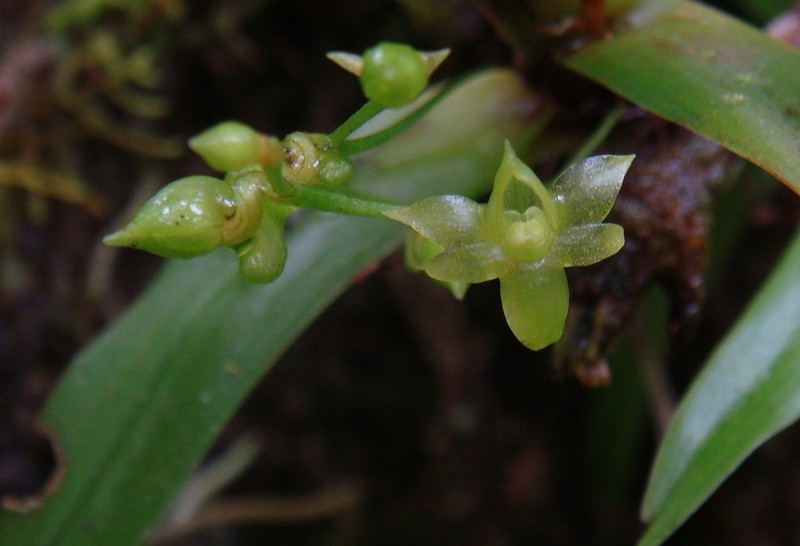 Angraecum multiflorum photo 3