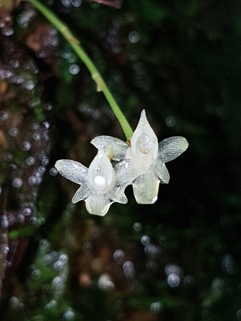 Angraecum multiflorum photo 4