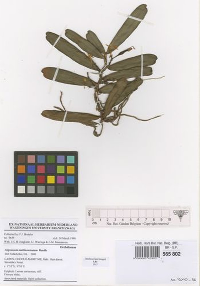 Angraecum multinominatum