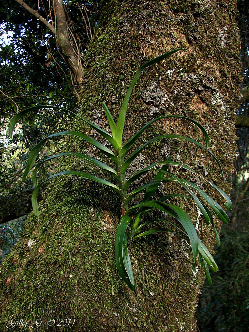 Angraecum obesum