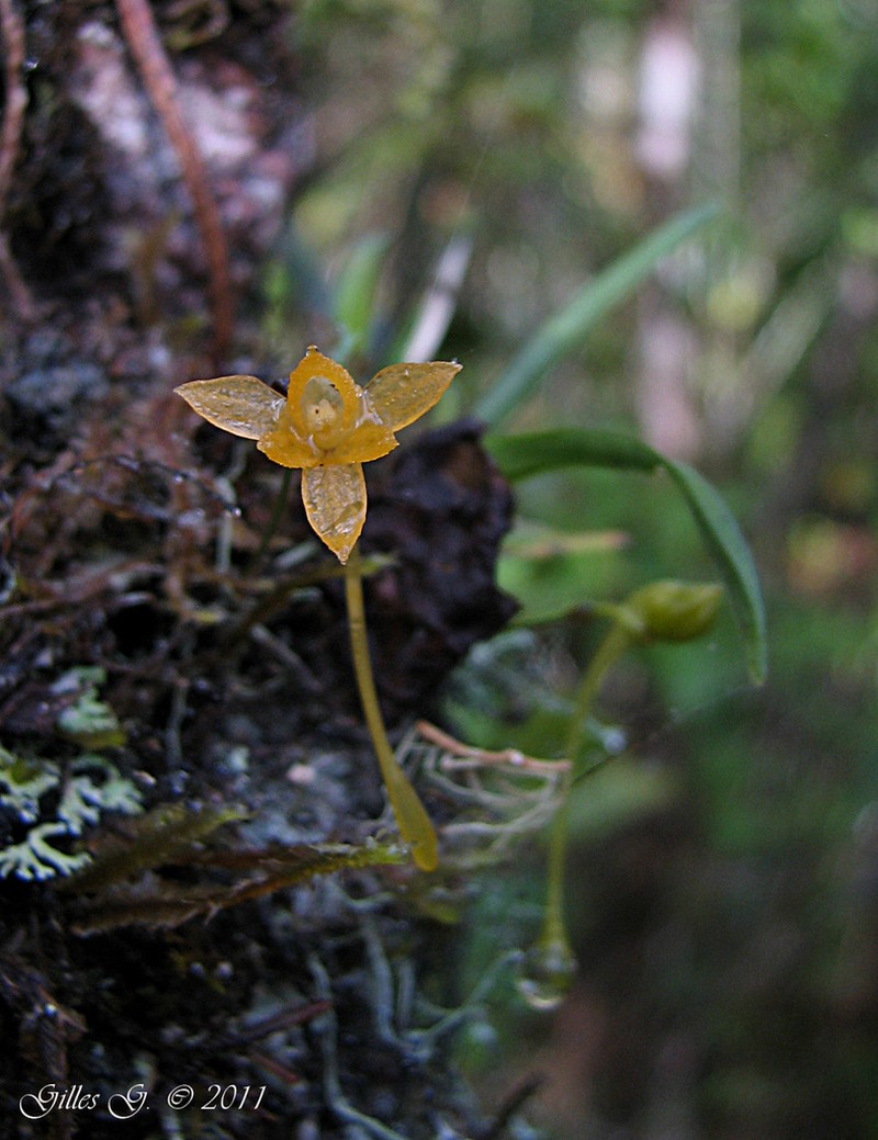 Angraecum ochraceum