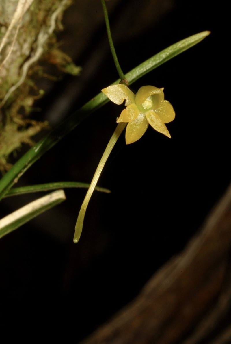 Angraecum ochraceum photo 2