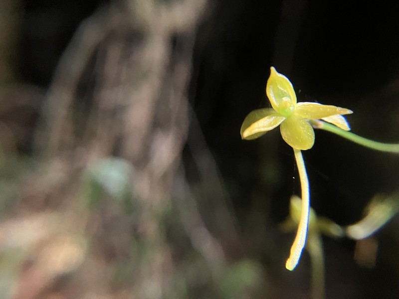 Angraecum ochraceum photo 3