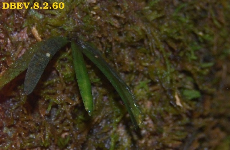 Angraecum onivense