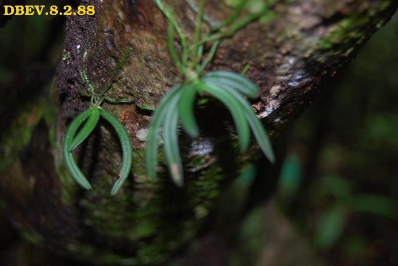 Angraecum onivense photo 2