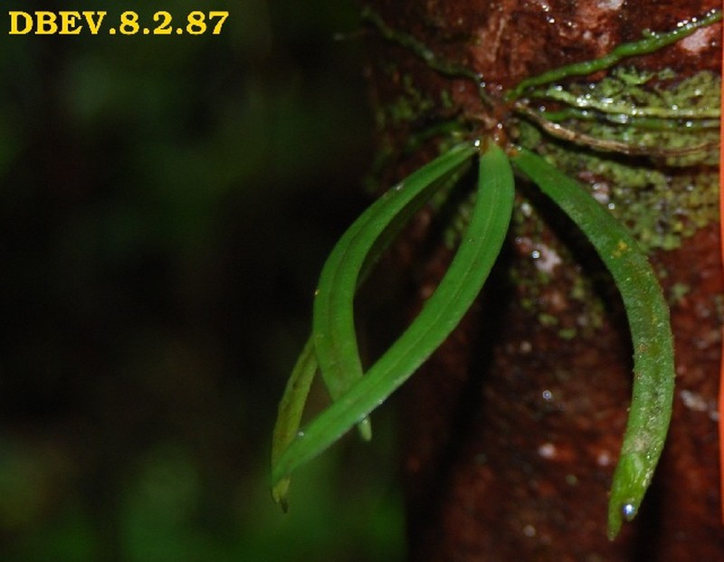 Angraecum onivense photo 3