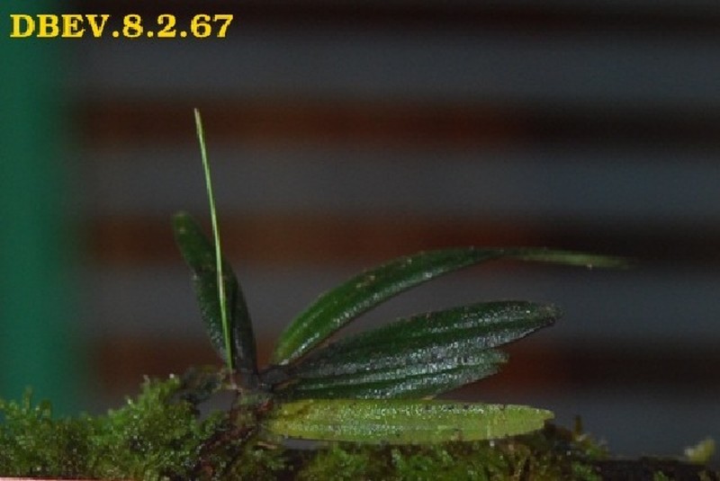 Angraecum onivense photo 4