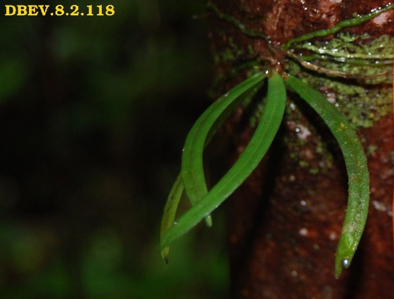 Angraecum onivense photo 5