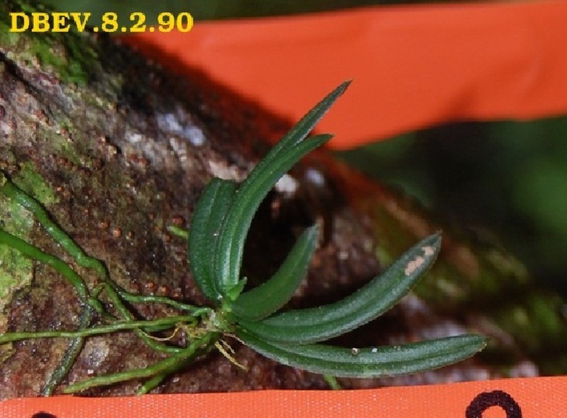 Angraecum onivense photo 6