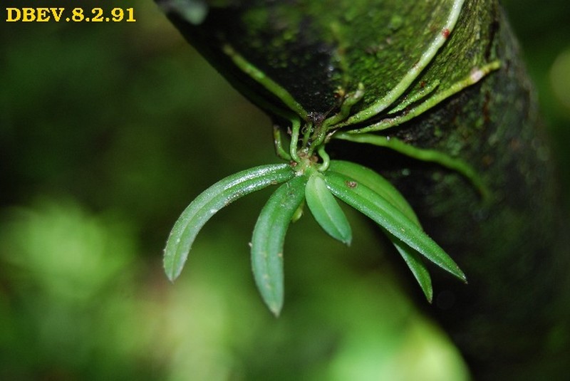 Angraecum onivense photo 7