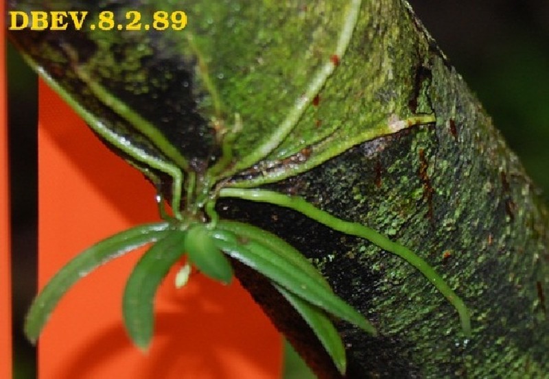 Angraecum onivense photo 8