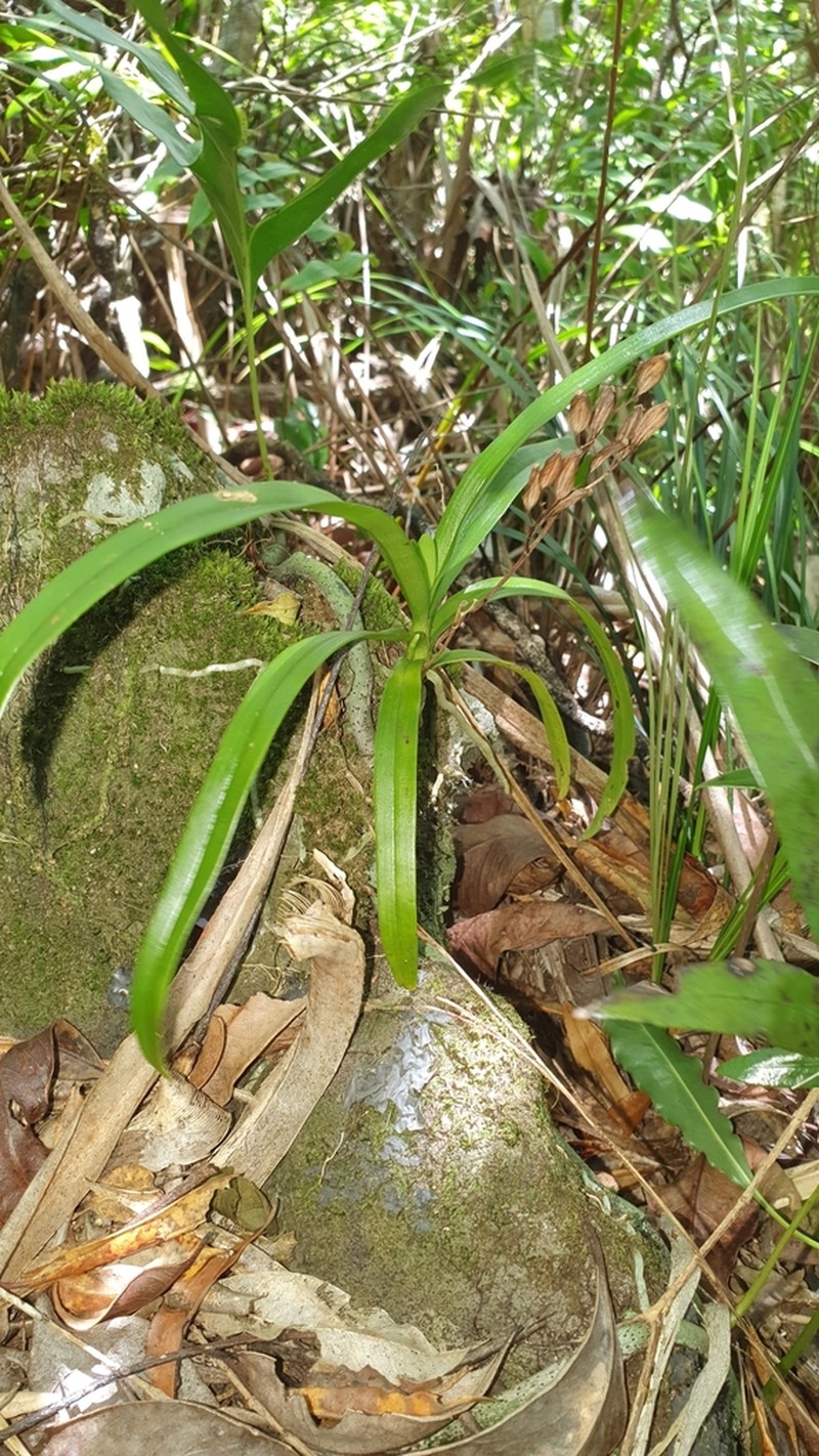 Angraecum patens