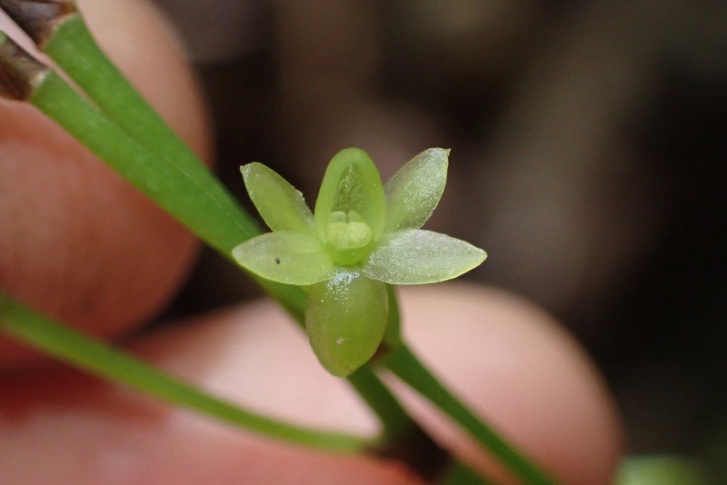 Angraecum patens photo 2