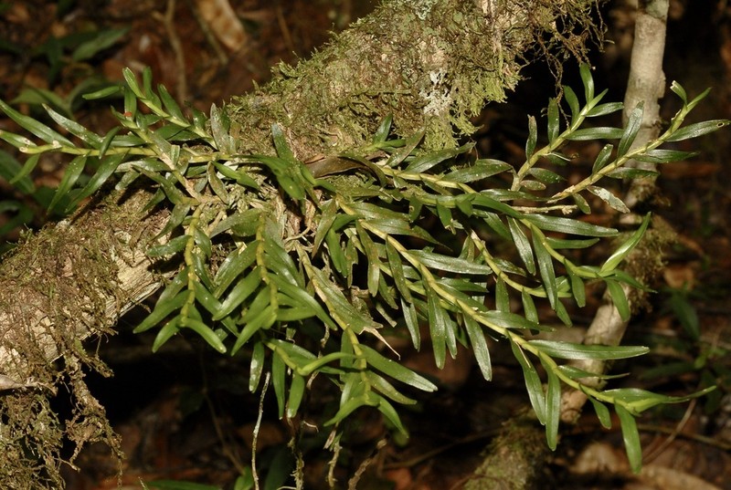 Angraecum pauciramosum