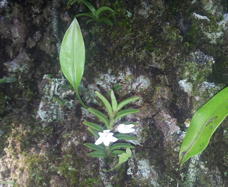 Angraecum pectinatum