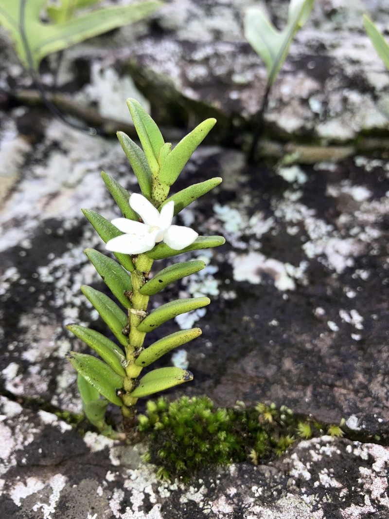 Angraecum pectinatum photo 2