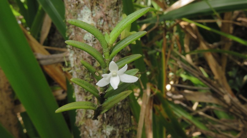 Angraecum pectinatum photo 3