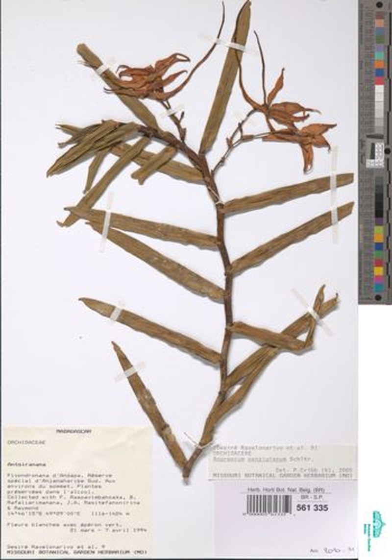Angraecum penzigianum