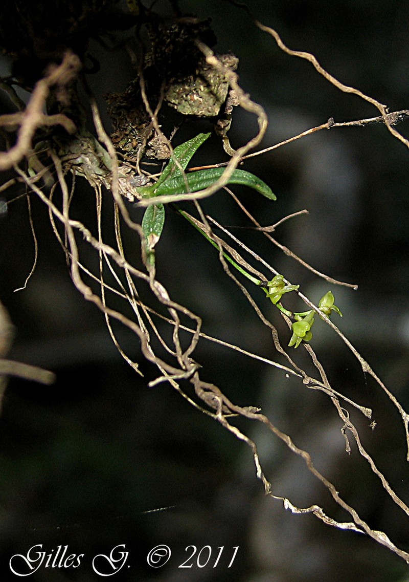 Angraecum perhumile