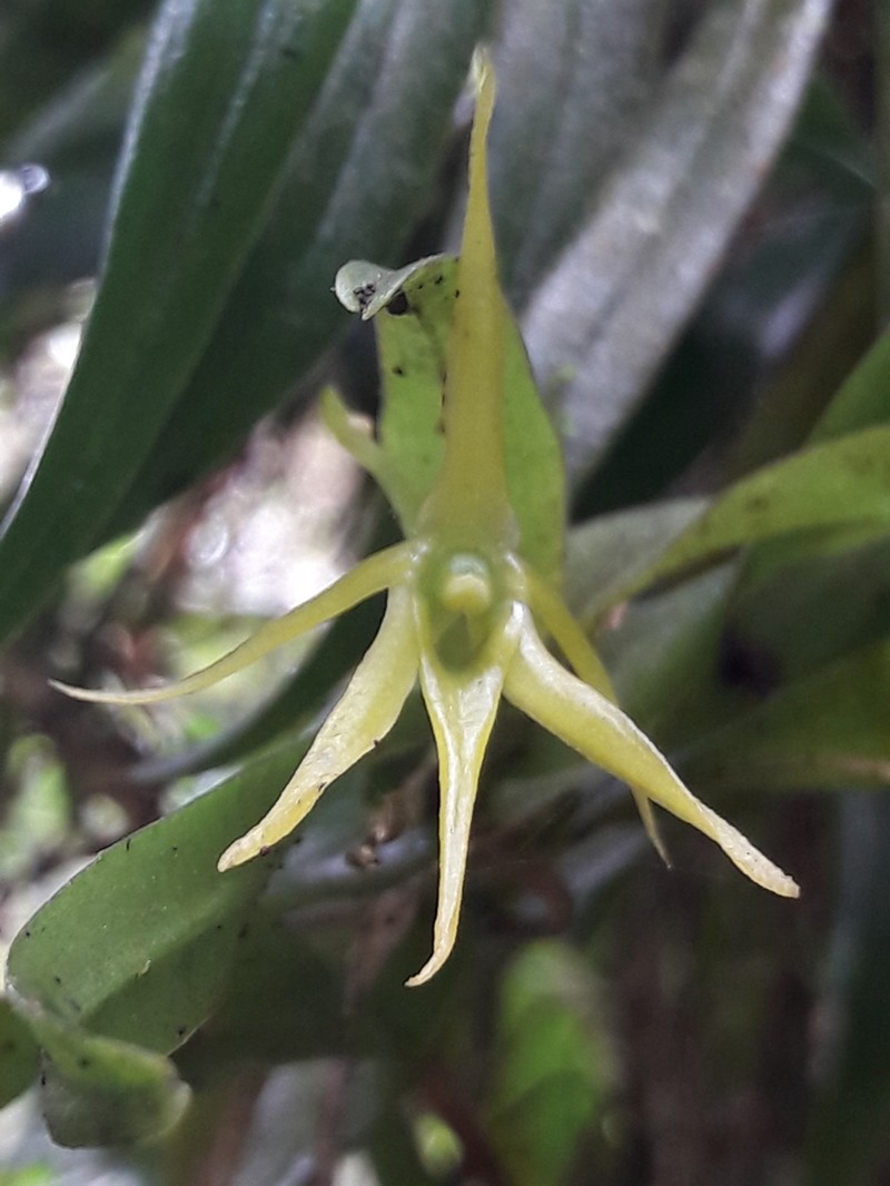 Angraecum pingue