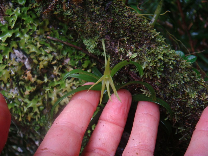 Angraecum pingue photo 2