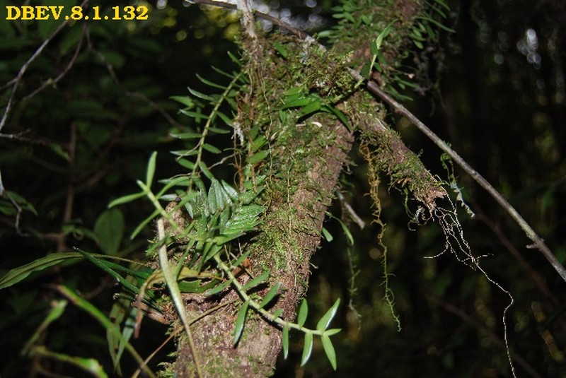 Angraecum pingue photo 3