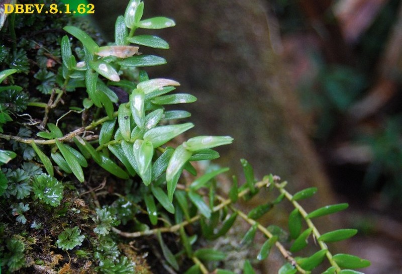 Angraecum pingue photo 4