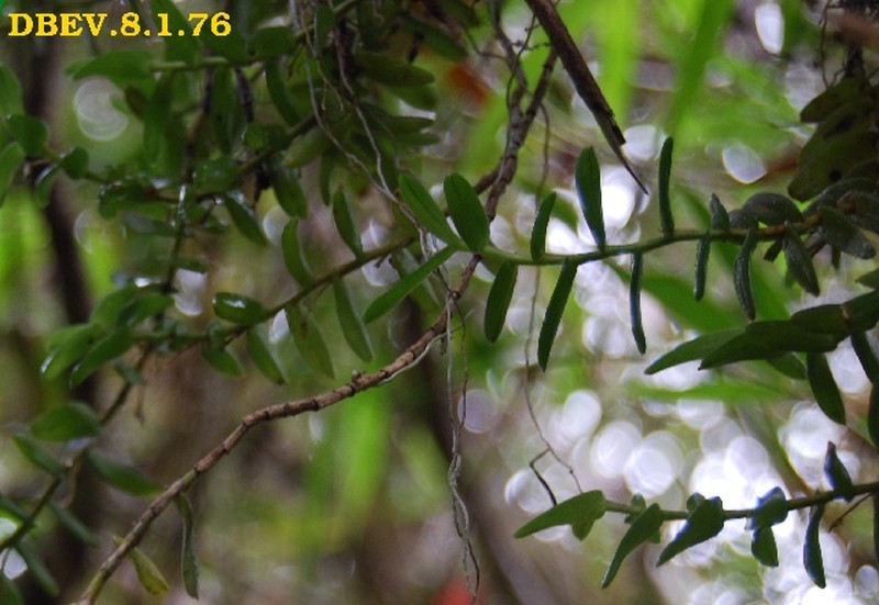 Angraecum pingue photo 5