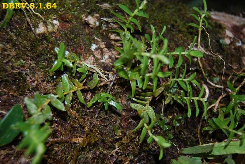 Angraecum pingue photo 6