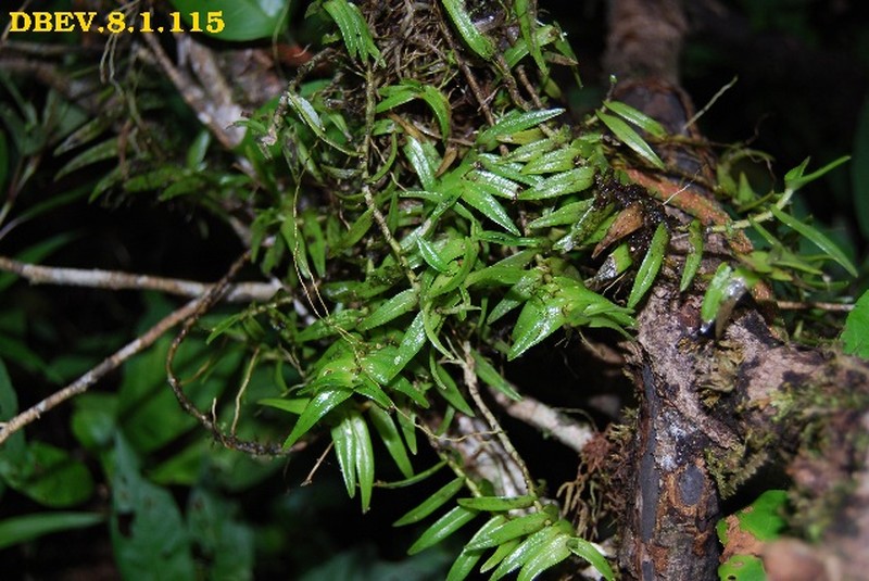 Angraecum pingue photo 7
