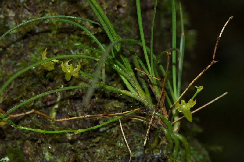 Angraecum pinifolium