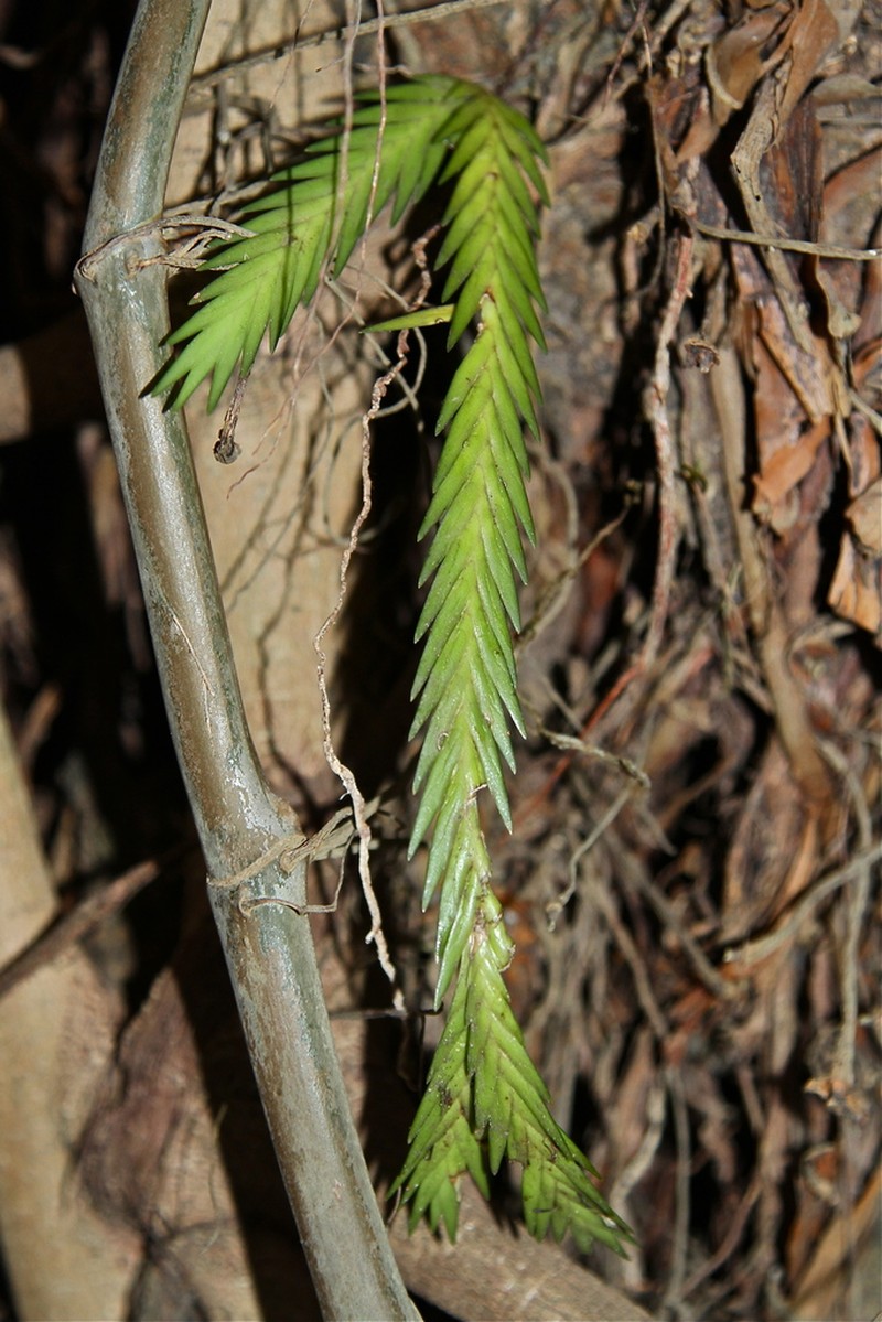 Angraecum podochiloides photo 2